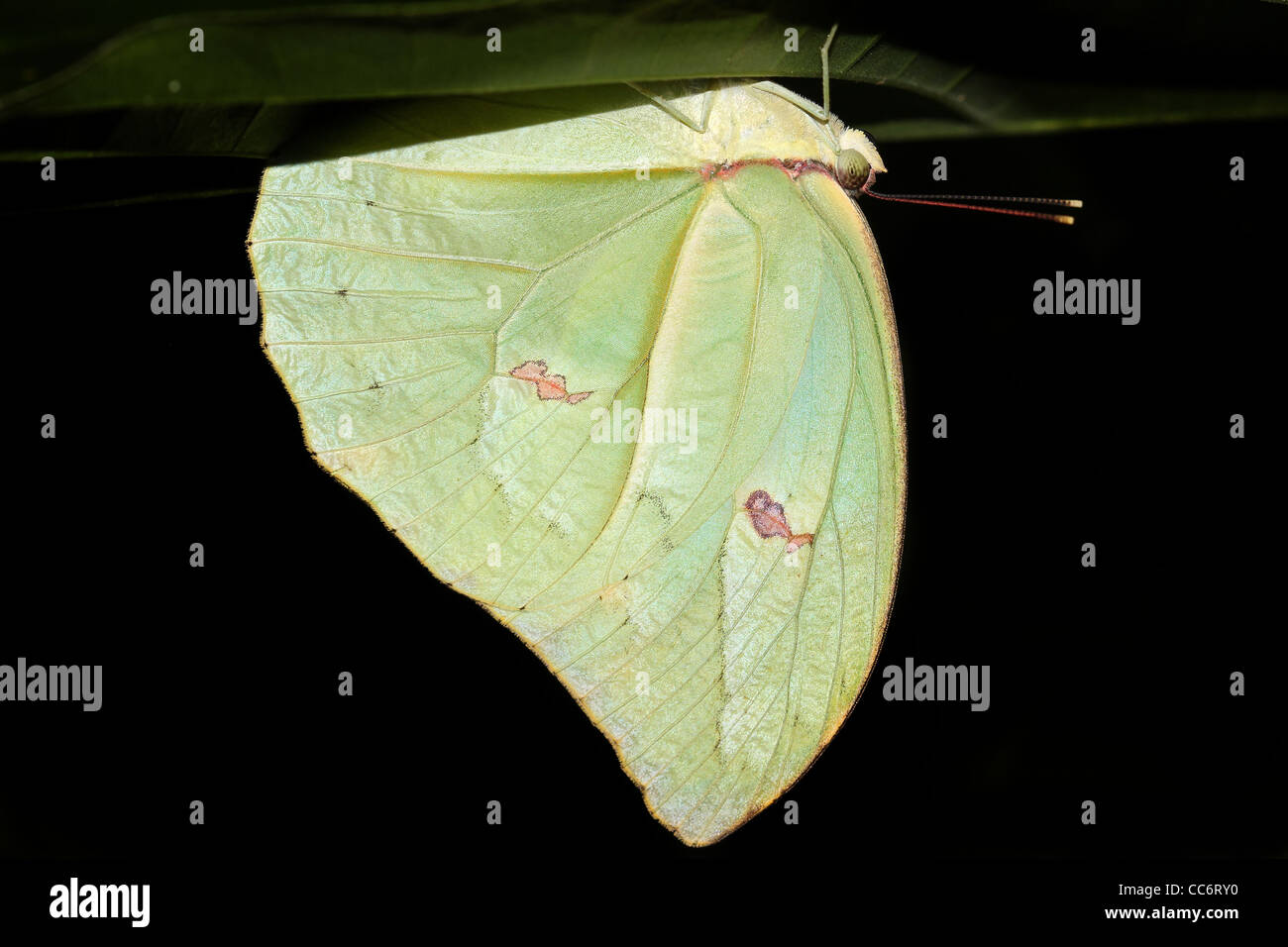 Una stupenda farfalla in Amazzonia Peruviana (mimando una foglia) isolato su nero con abbondanza di spazio per il testo Foto Stock