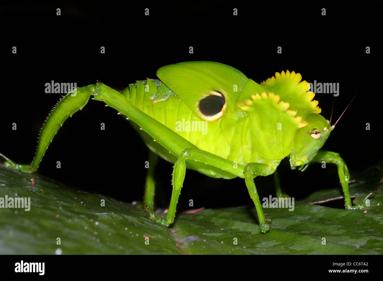 Un brillante mimetizzata Katydid foglia nell'Amazzonia peruviana isolato con abbondanza di spazio per il testo Foto Stock