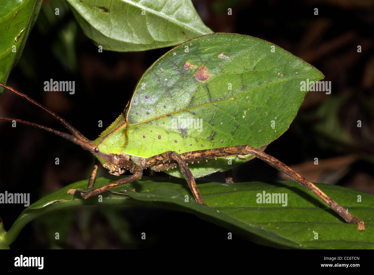 Un brillante mimetizzata Katydid foglia nell'Amazzonia peruviana isolato con abbondanza di spazio per il testo Foto Stock