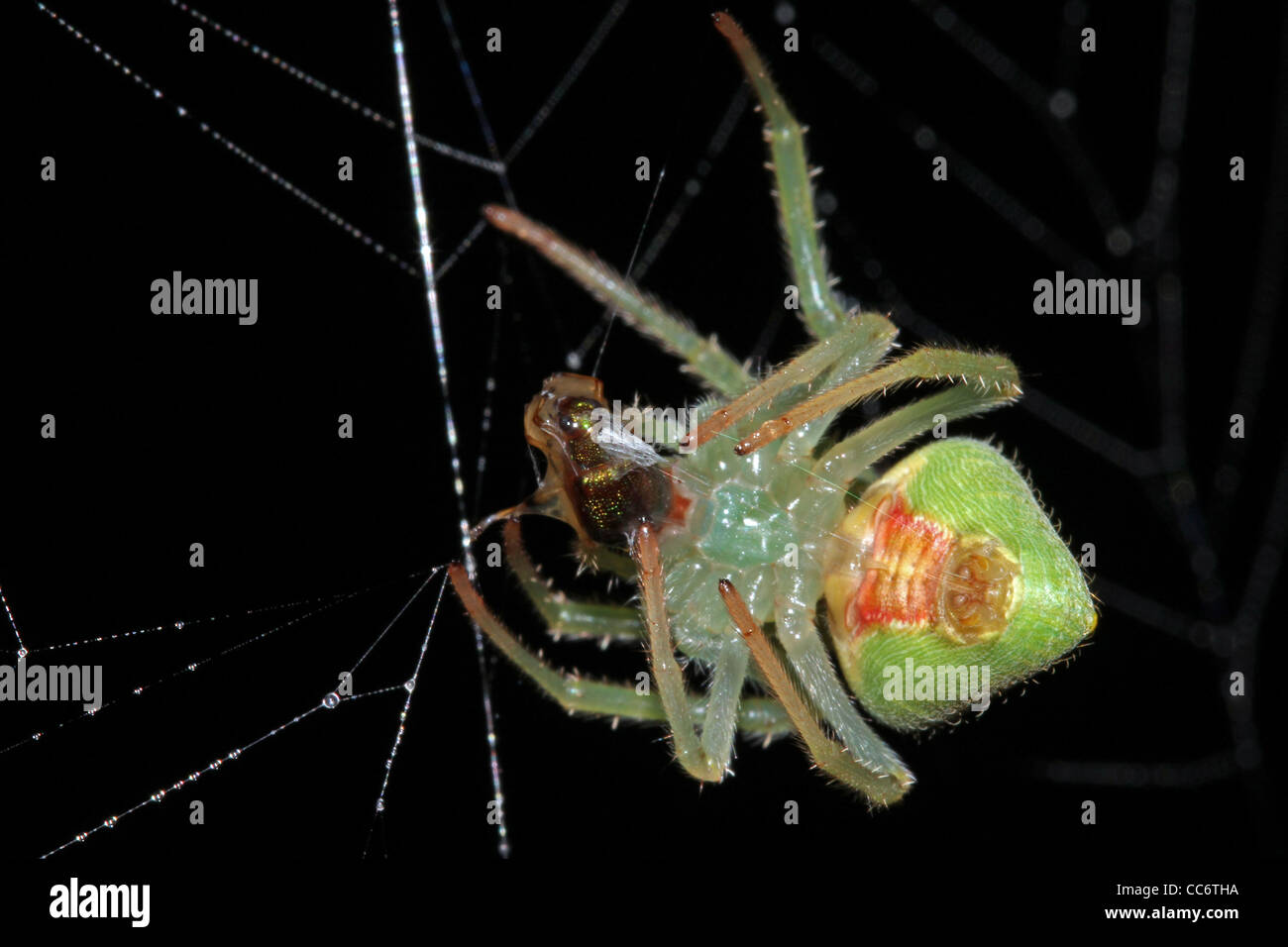 Un ragno spaventoso nel suo Web con la preda in Amazzonia peruviana isolati su nero con spazio per il testo Foto Stock