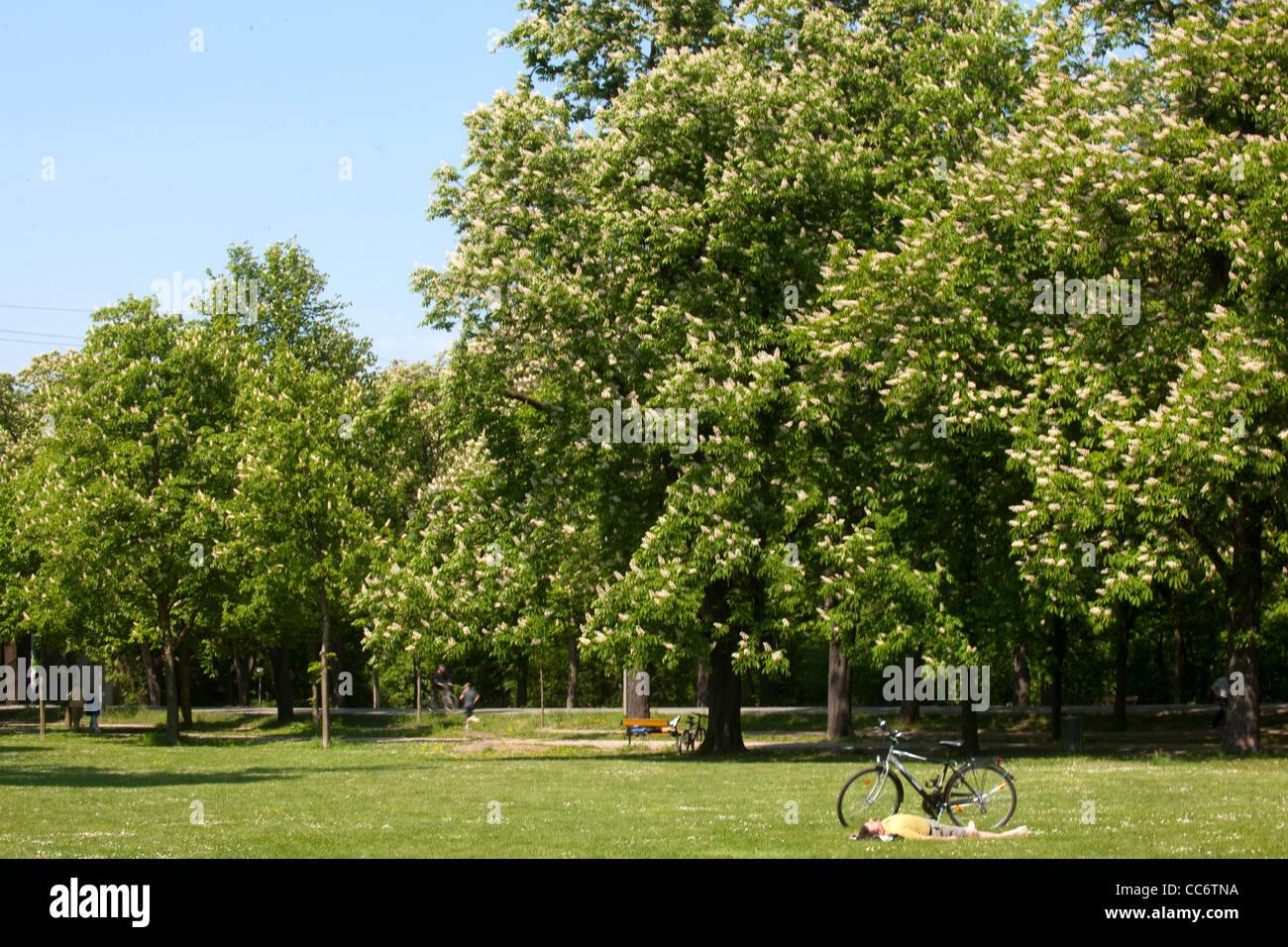 Österreich, Wien II, il Prater, mit blühenden Bäumen im Frühling. Foto Stock