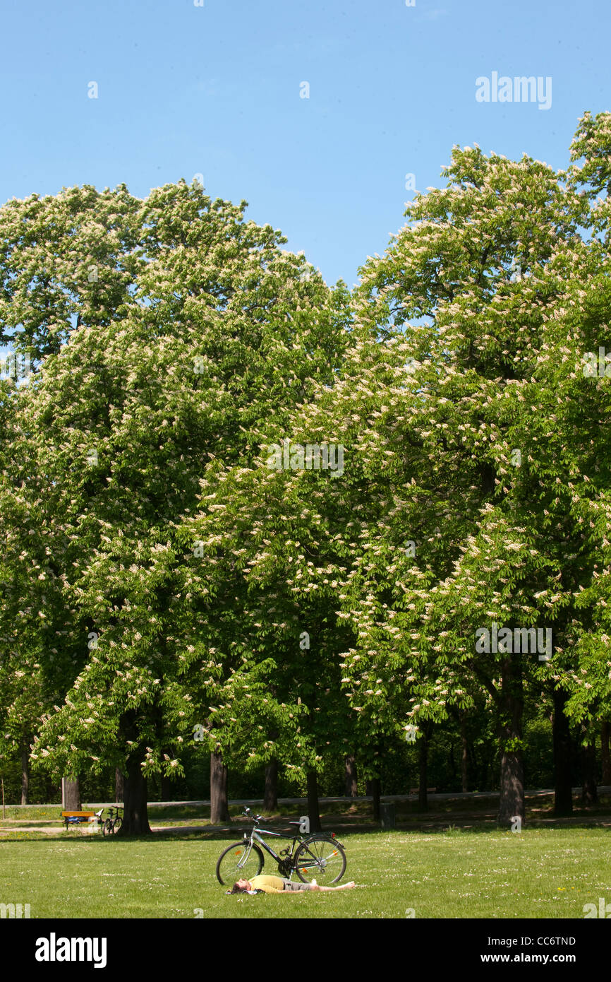 Österreich, Wien II, il Prater, mit blühenden Bäumen im Frühling. Foto Stock