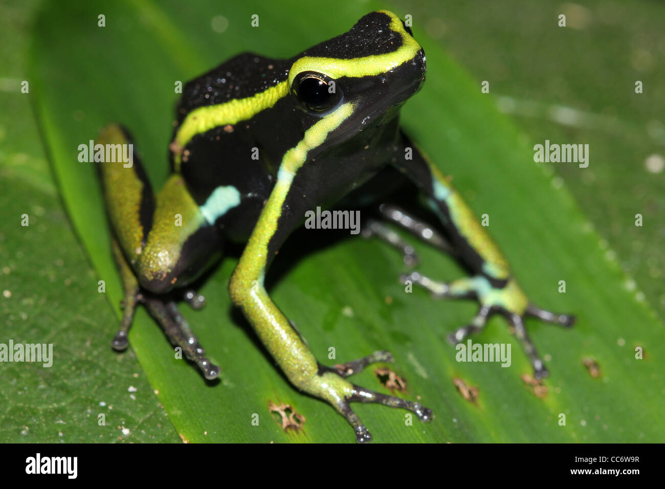 Un magnifico a tre strisce freccia velenosa (Rana Ameerega trivittata) nell'Amazzonia peruviana Foto Stock