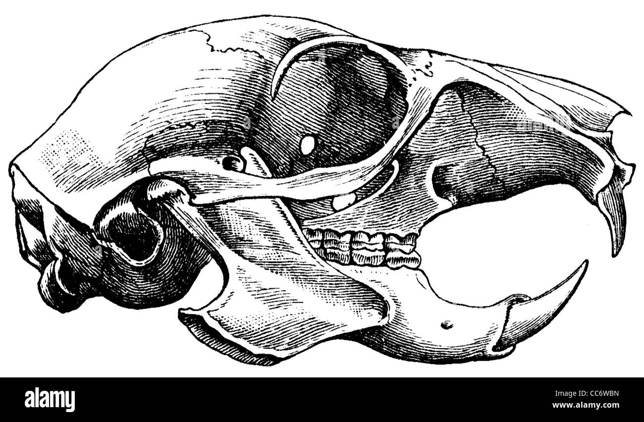 Scoiattolo: cranio Foto Stock