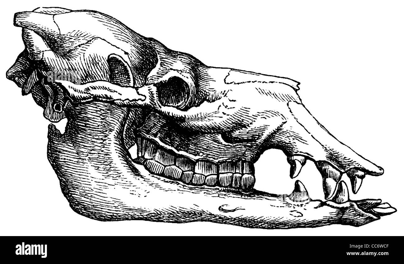 Dromedario: cranio Foto Stock