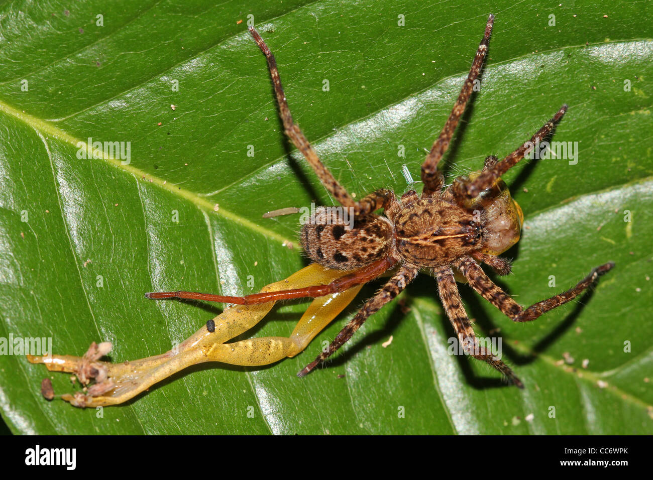 Un ragno mangia una rana nella foresta amazzonica peruviana! Foto Stock