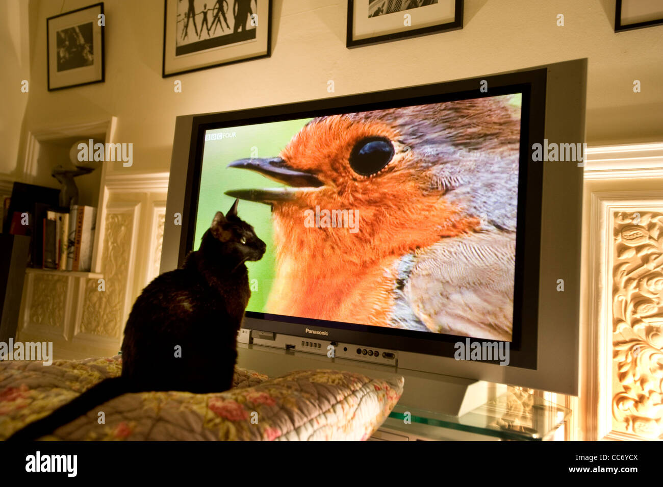 Un gatto nero guardando un robin su un tv film della fauna selvatica Foto Stock