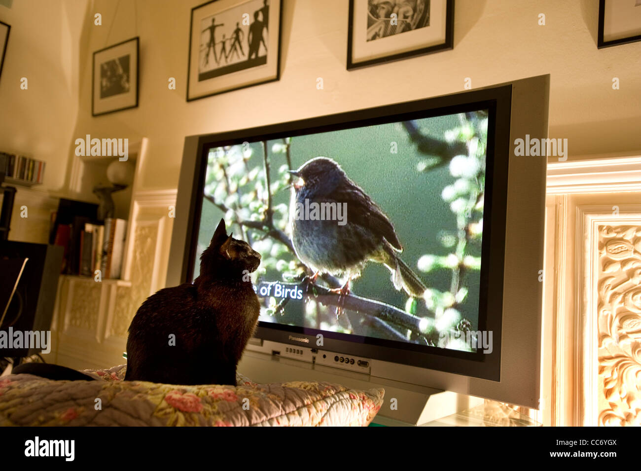 Gatto nero orologi un canto Dunnock Hedge Sparrow ( Prunella Modularis ) sulla tv Foto Stock