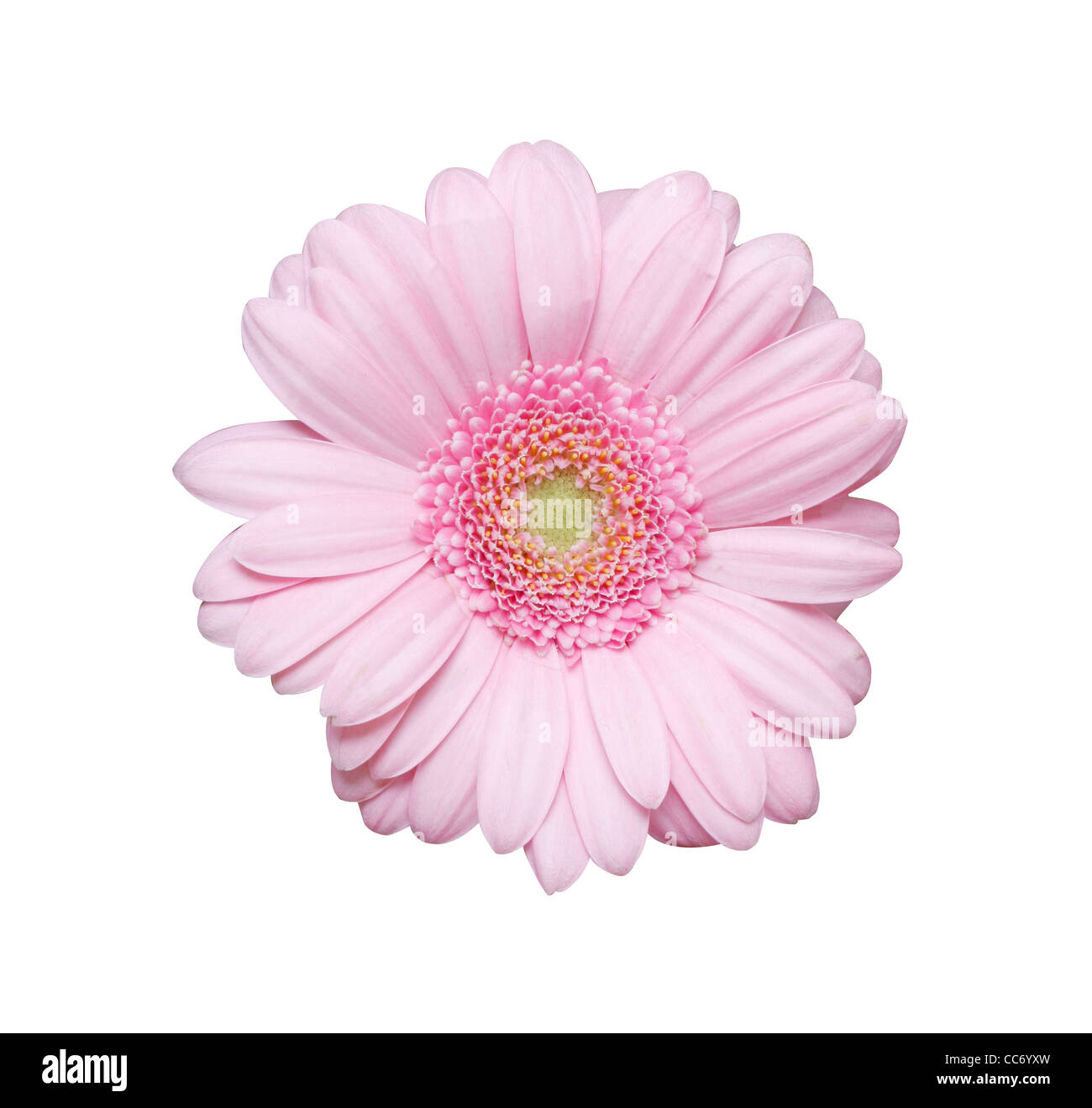 Isolato fiore rosa su bianco Foto Stock
