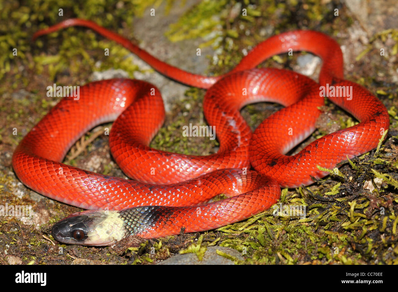 Un rosso brillante capretti Clelia Snake (Clelia clelia) nell'Amazzonia peruviana Foto Stock