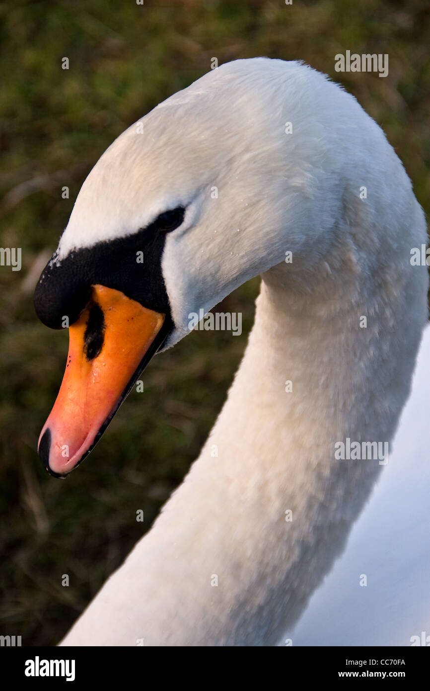 Primo piano di un Cygnus olor Cigno spostando la sua testa tonda per un colpo di testa ritratto in ambiente urbano Dundee,UK Foto Stock