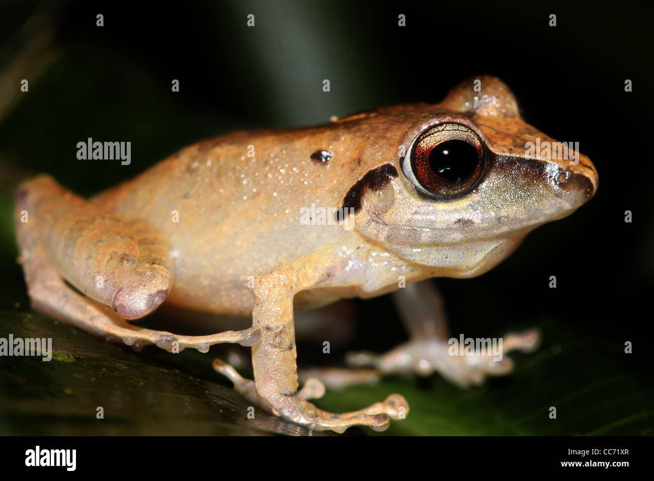 Il peruviano di pioggia (Rana Pristimantis peruvianus) nella giungla Amazzonica Foto Stock