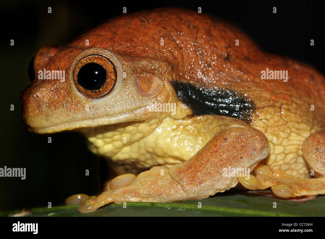 Un paffuto e carino Suriname Golden-eyed Treefrog (Trachycephalus coriaceus) nell'Amazzonia peruviana isolato con spazio per il testo Foto Stock