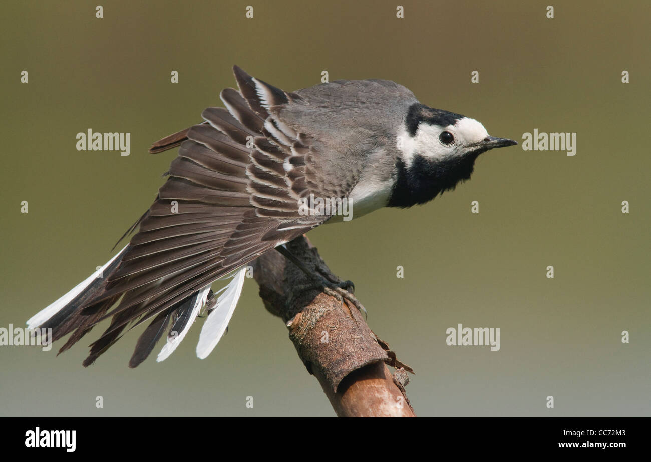 White wagtail (Motacilla alba) appollaiato sul ramo ala di stiramento Foto Stock