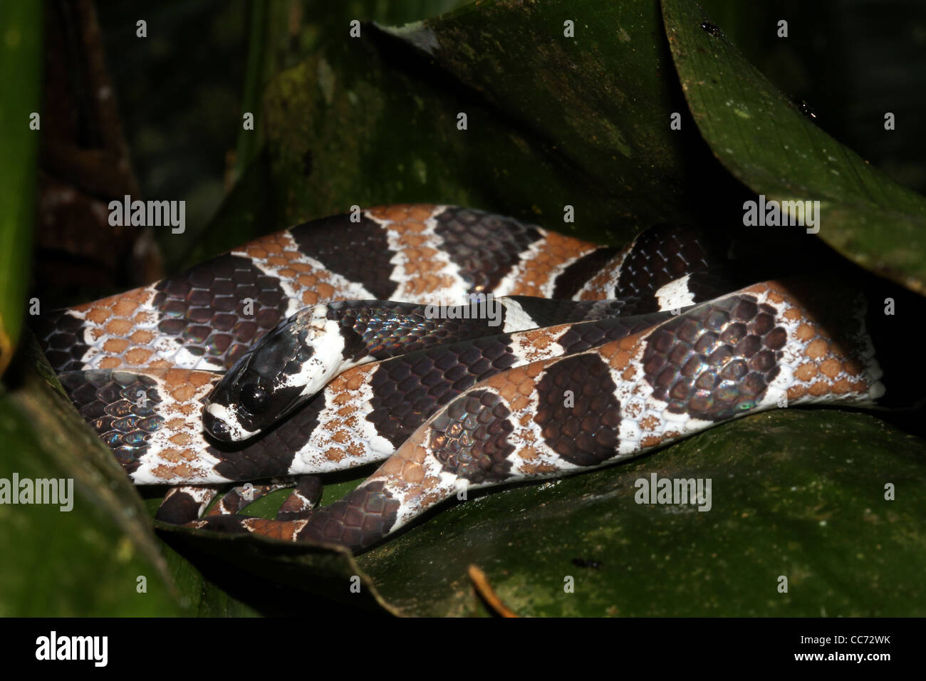 Gli ornati lumaca-eating Snake (Dipsas catesbyi) nell'Amazzonia peruviana Foto Stock