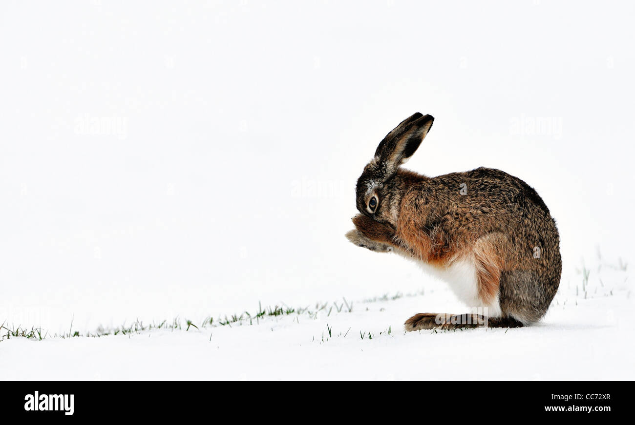Lepre europea / marrone lepre (Lepus europaeus) toelettatura del pelo con le zampe nella neve campo coperto in inverno Foto Stock