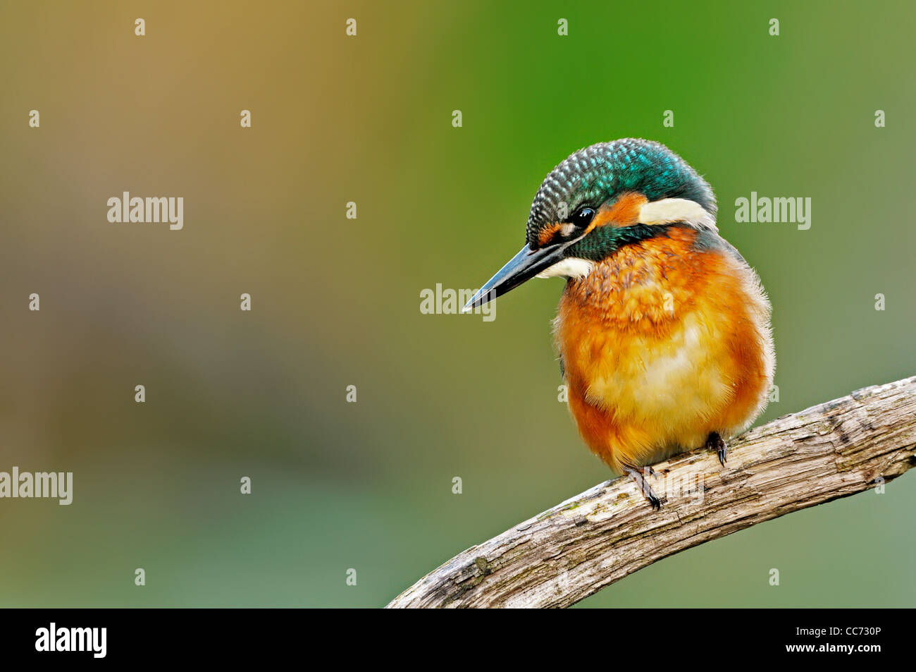 Ritratto di Eurasian / Comune Kingfisher (Alcedo atthis) appollaiato sul ramo Foto Stock