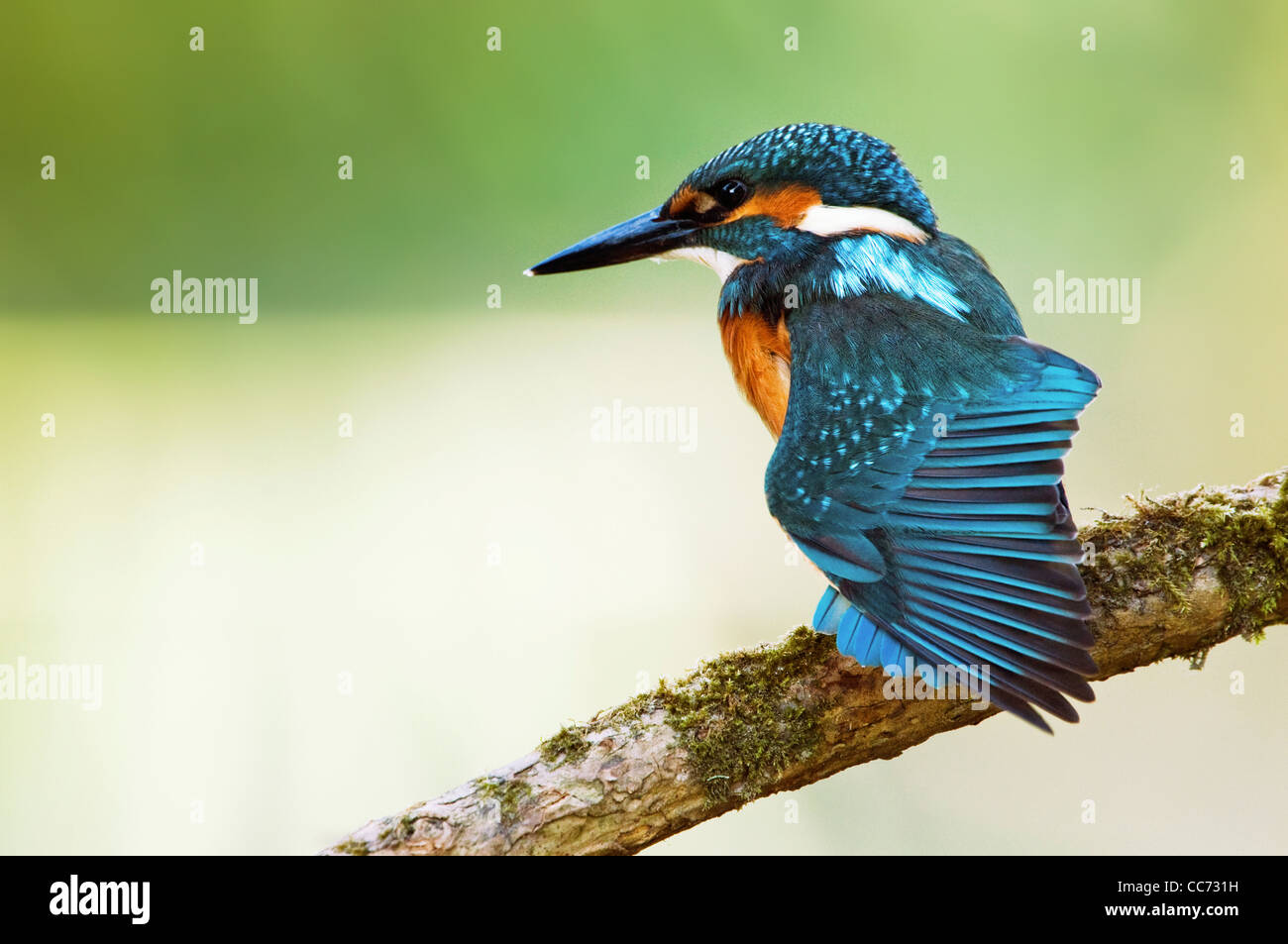 Eurasian / Comune Kingfisher (Alcedo atthis) appollaiato sul ramo ala si estende Foto Stock
