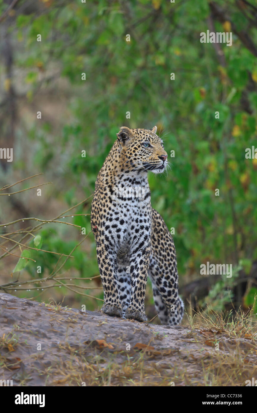 Leopard su Outlook Foto Stock