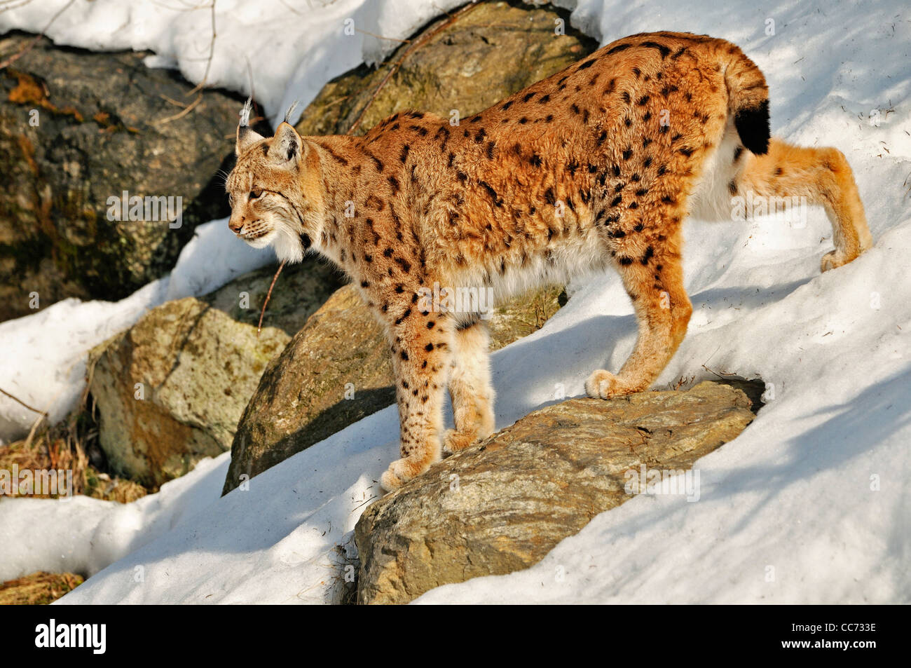 Eurasian (Lynx Lynx lynx) passeggiate tra rocce sotto la neve in inverno, Foresta Bavarese, Germania Foto Stock