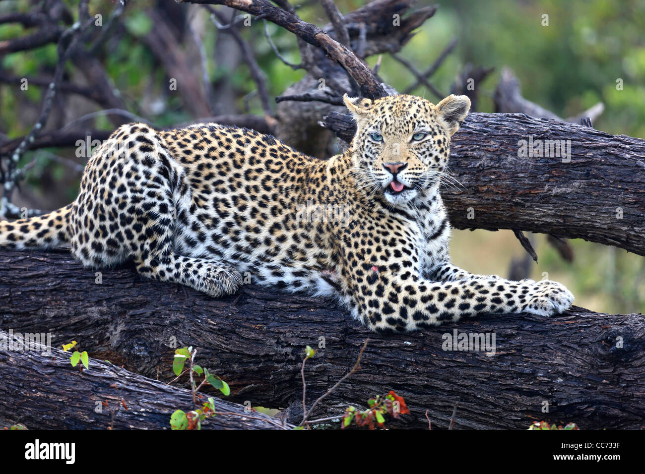Leopard poggiante su un tronco di albero con la guarigione di ferite sulla gamba Foto Stock