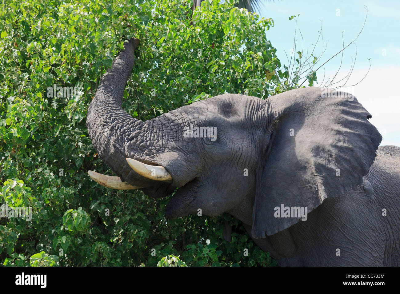 Elephant mangiare dalla cima di un albero Foto Stock