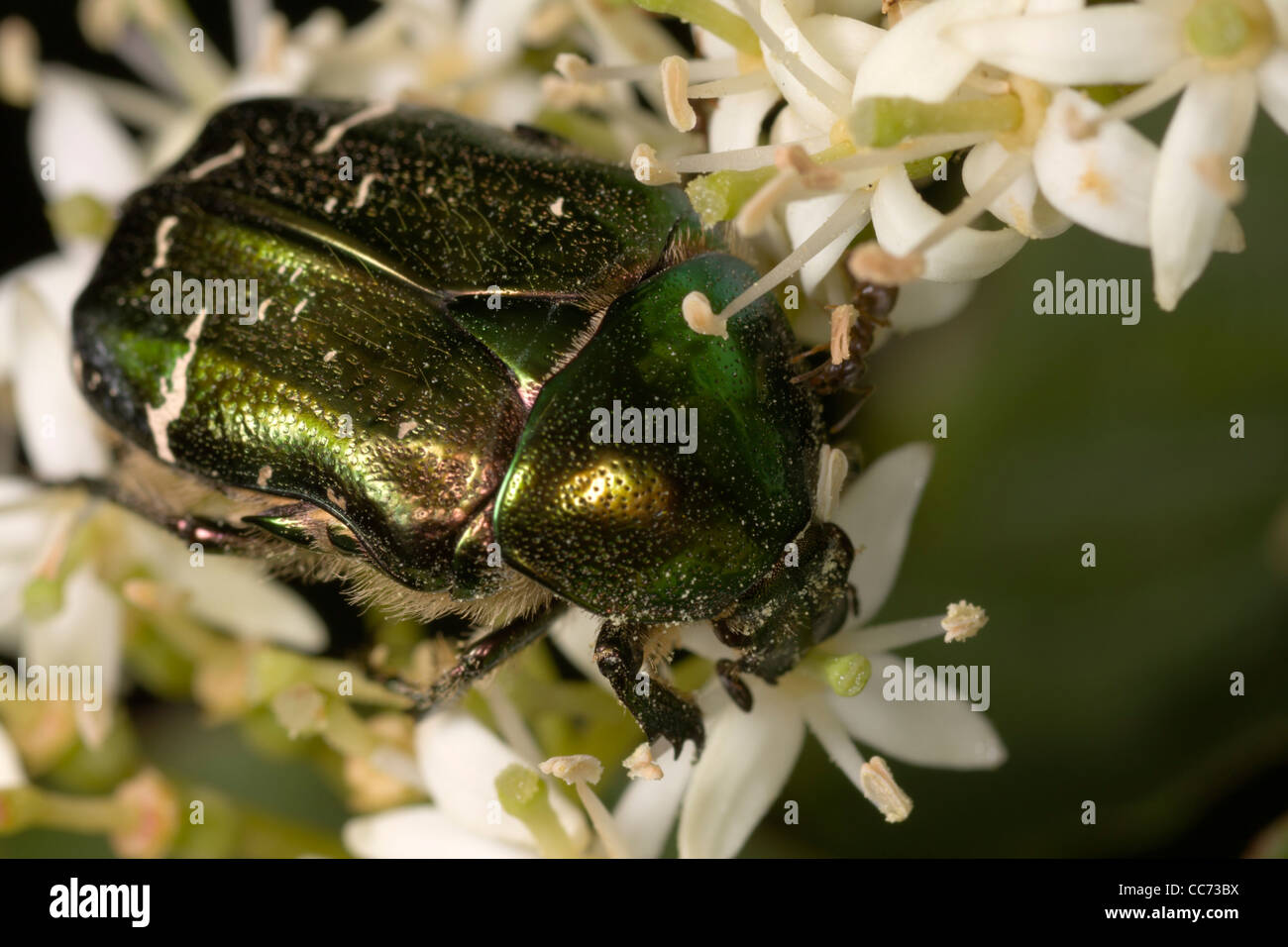 Rose (Chafer Cetonia aurata) o Scarabeo Scarabeo Foto Stock
