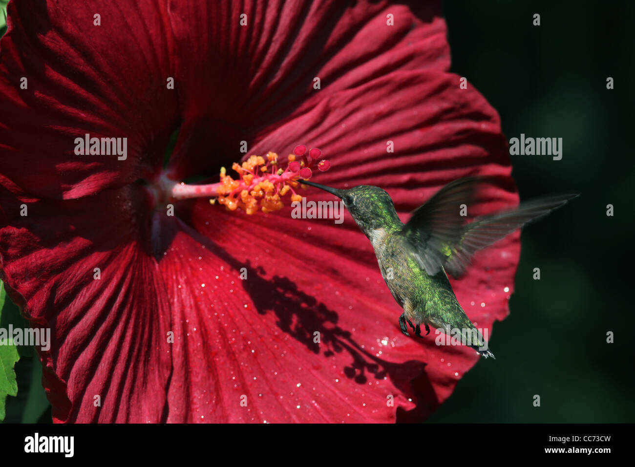 Ruby throated hummingbird fiori di ibisco Foto Stock