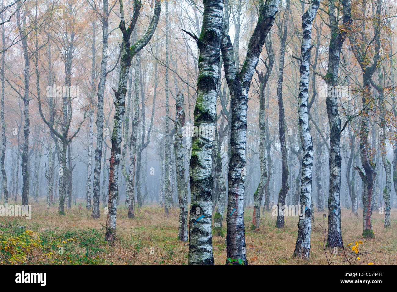 Argento Betulla (Betula pendula), Bosco in autunno la nebbia, Hessen, Germania Foto Stock