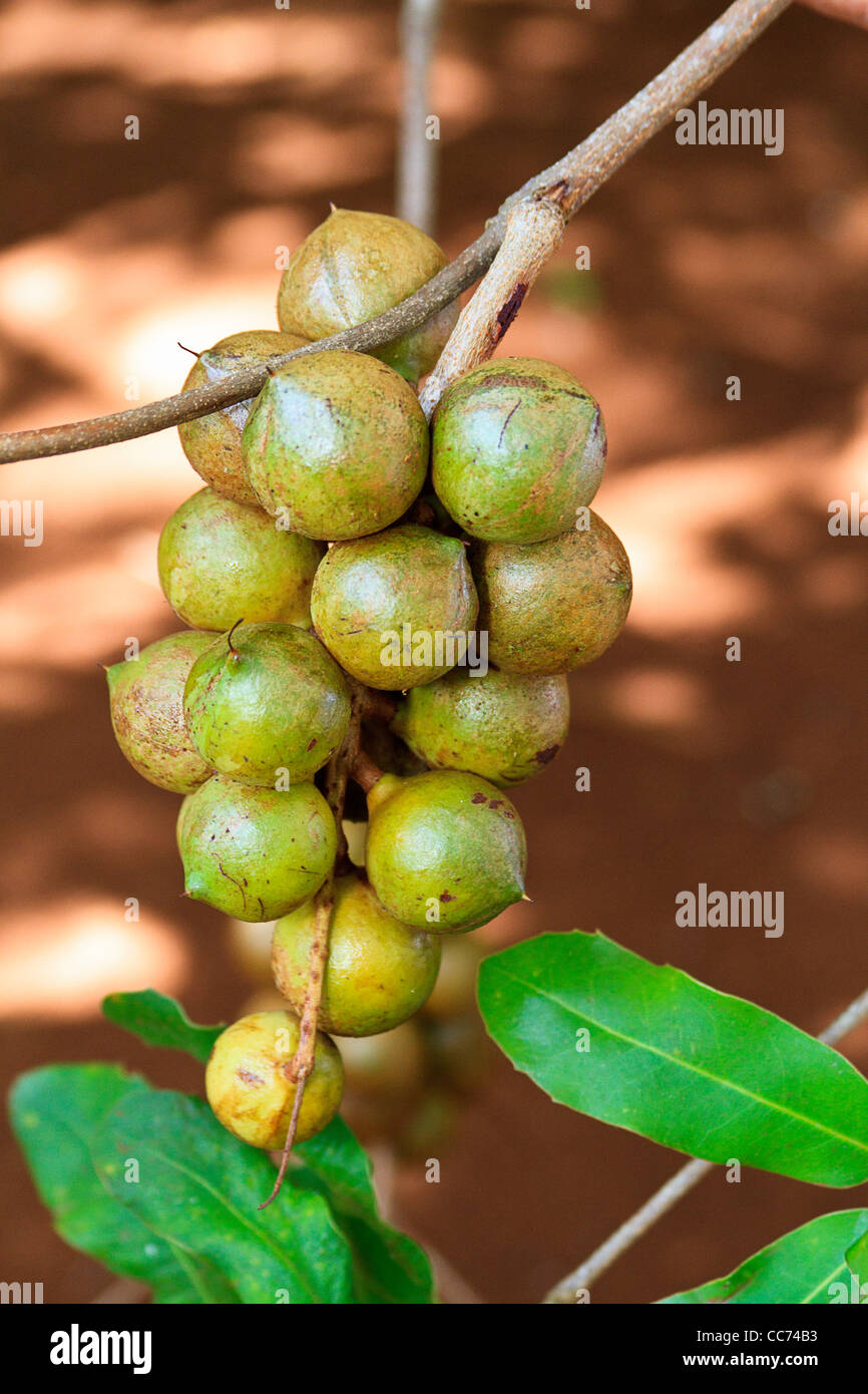 Noci di Macadamia appeso a un albero in Molokai, Hawaii, Stati Uniti d'America. Foto Stock