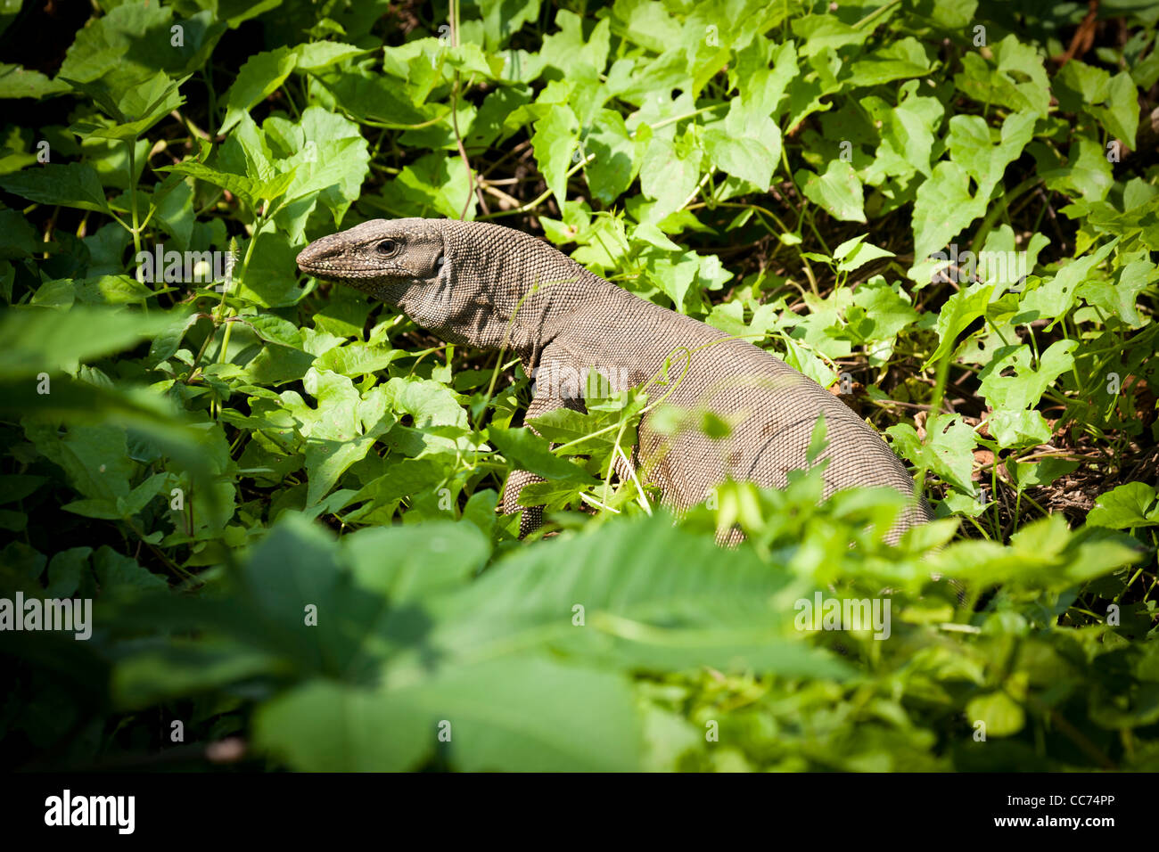 Monitor Lizard, Sri Lanka Foto Stock