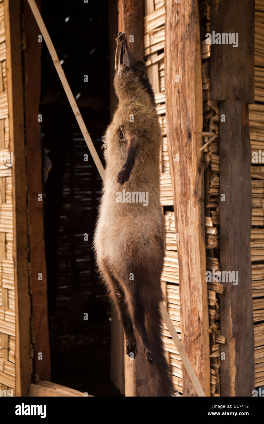 India, Arunachal Pradesh, Bomdila, pelle di asiatici Palm Civet Paradoxurus hermaphroditus, essiccazione fuori casa Foto Stock