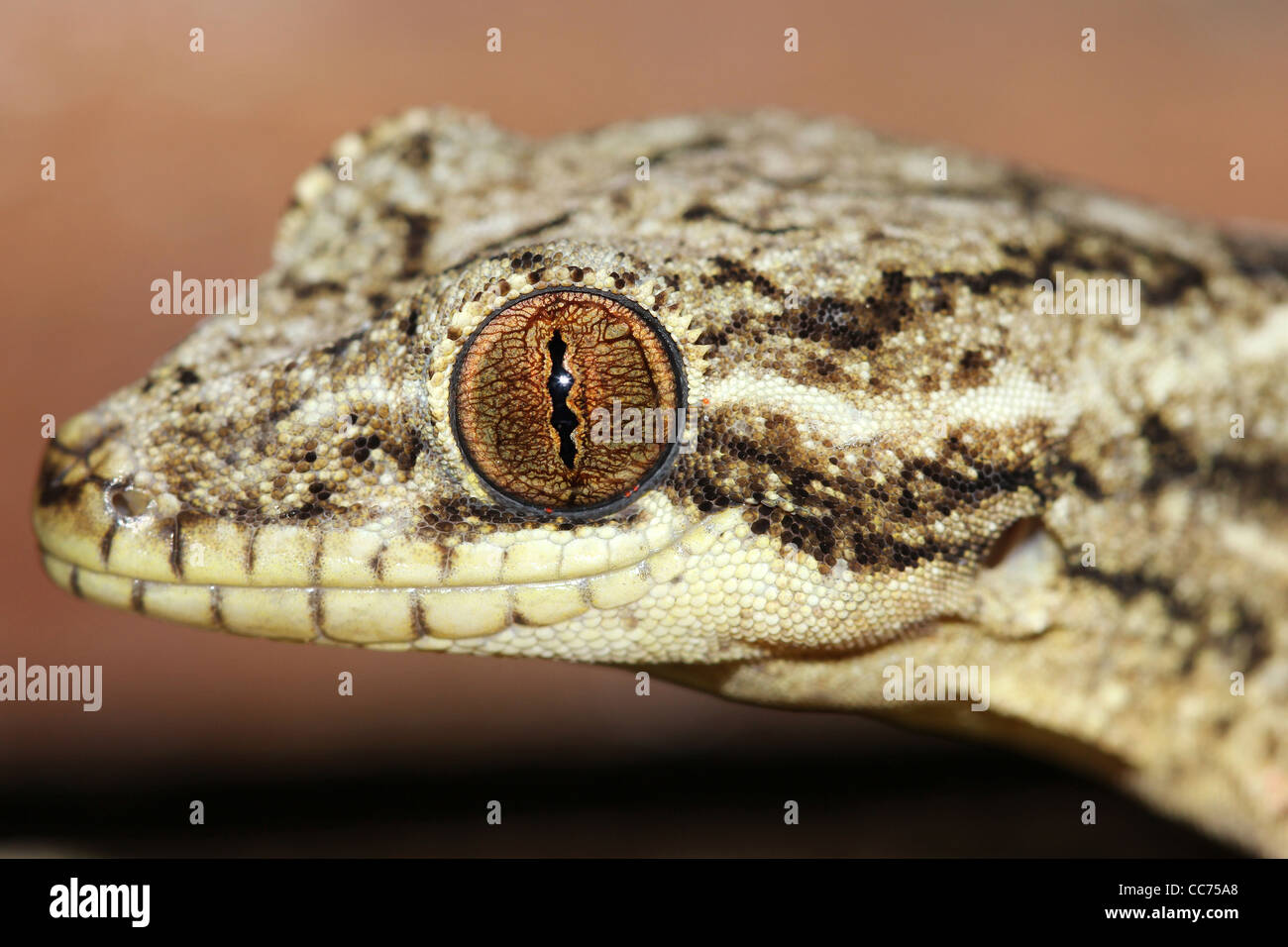 Un simpatico rapa-tailed Gecko (Thecadactylus rapicauda) nell'Amazzonia peruviana isolato con abbondanza di spazio per il testo Foto Stock