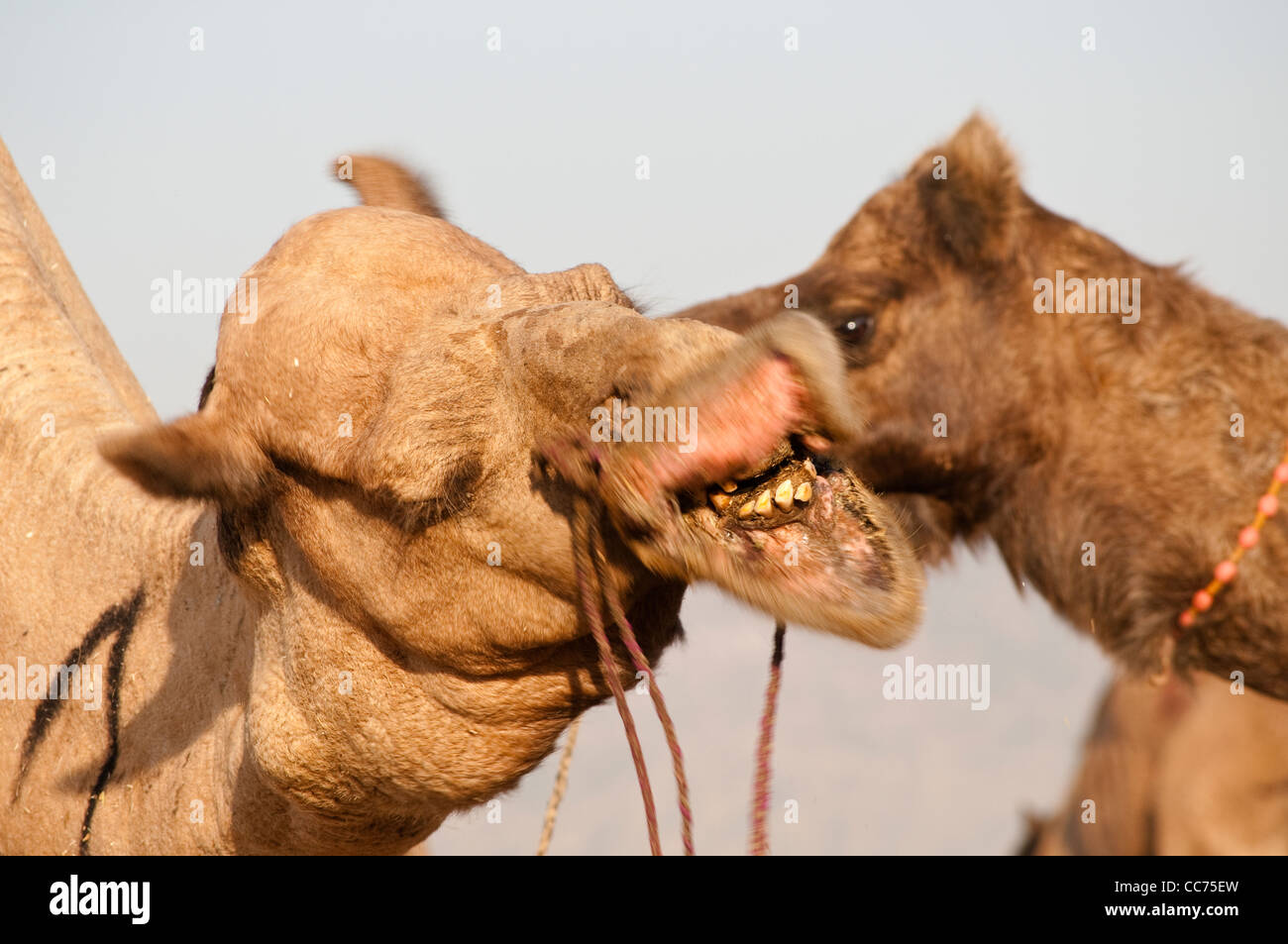 Due cammelli, Camel Fair, Pushkar, Rajasthan, India Foto Stock