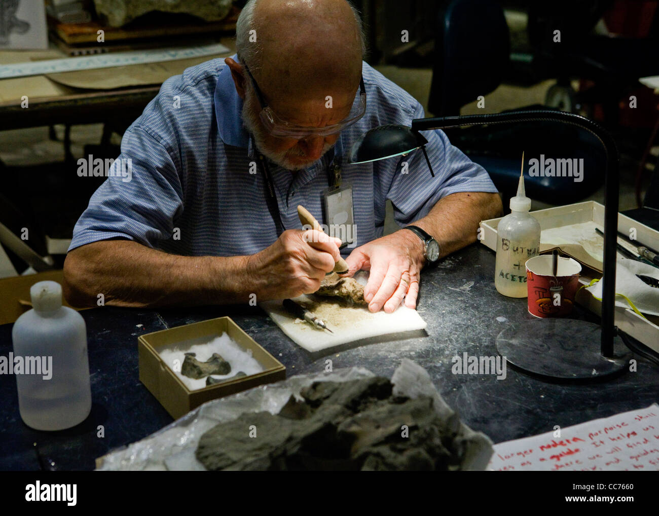 Un archeologo fossili lavorando su ossa preistoriche in laboratorio - USA Foto Stock