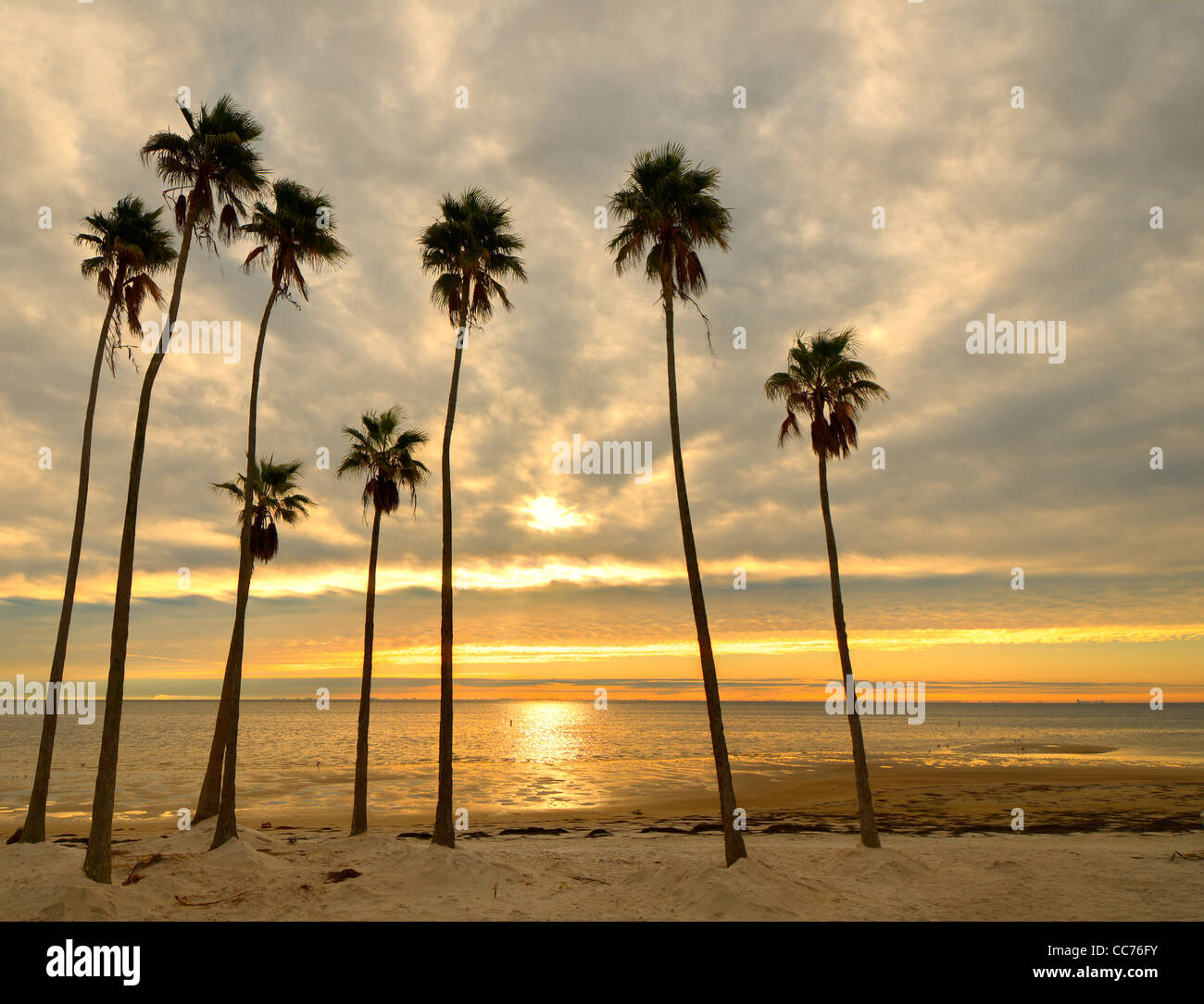 Alberi di palma su una spiaggia dorata con la luce del sole sulla baia di Tampa a San Pietroburgo, in Florida. Foto Stock