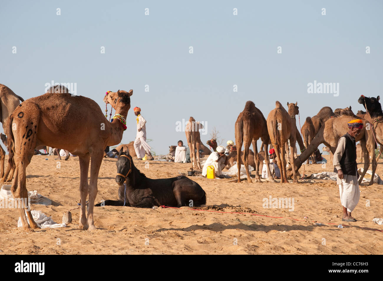 A cavallo tra i cammelli, Camel Fair, Pushkar, Rajasthan, India Foto Stock
