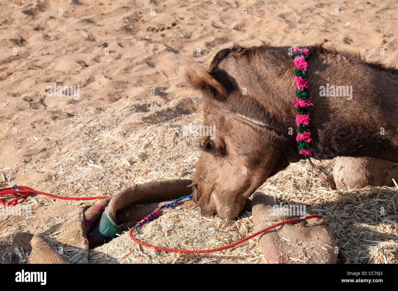 Camel mangiare, cammello, Fiera di Pushkar, Rajasthan, India Foto Stock