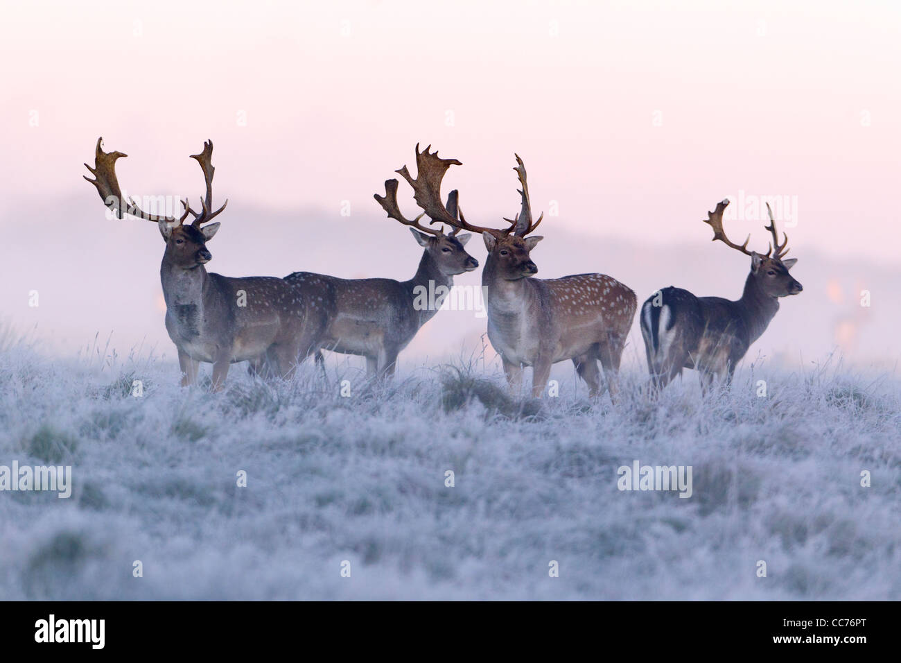 Daini (Dama Dama), quattro Bucks all'alba ,durante il solco, Royal Deer Park, Klampenborg, Copenaghen, Sjaelland, Danimarca Foto Stock