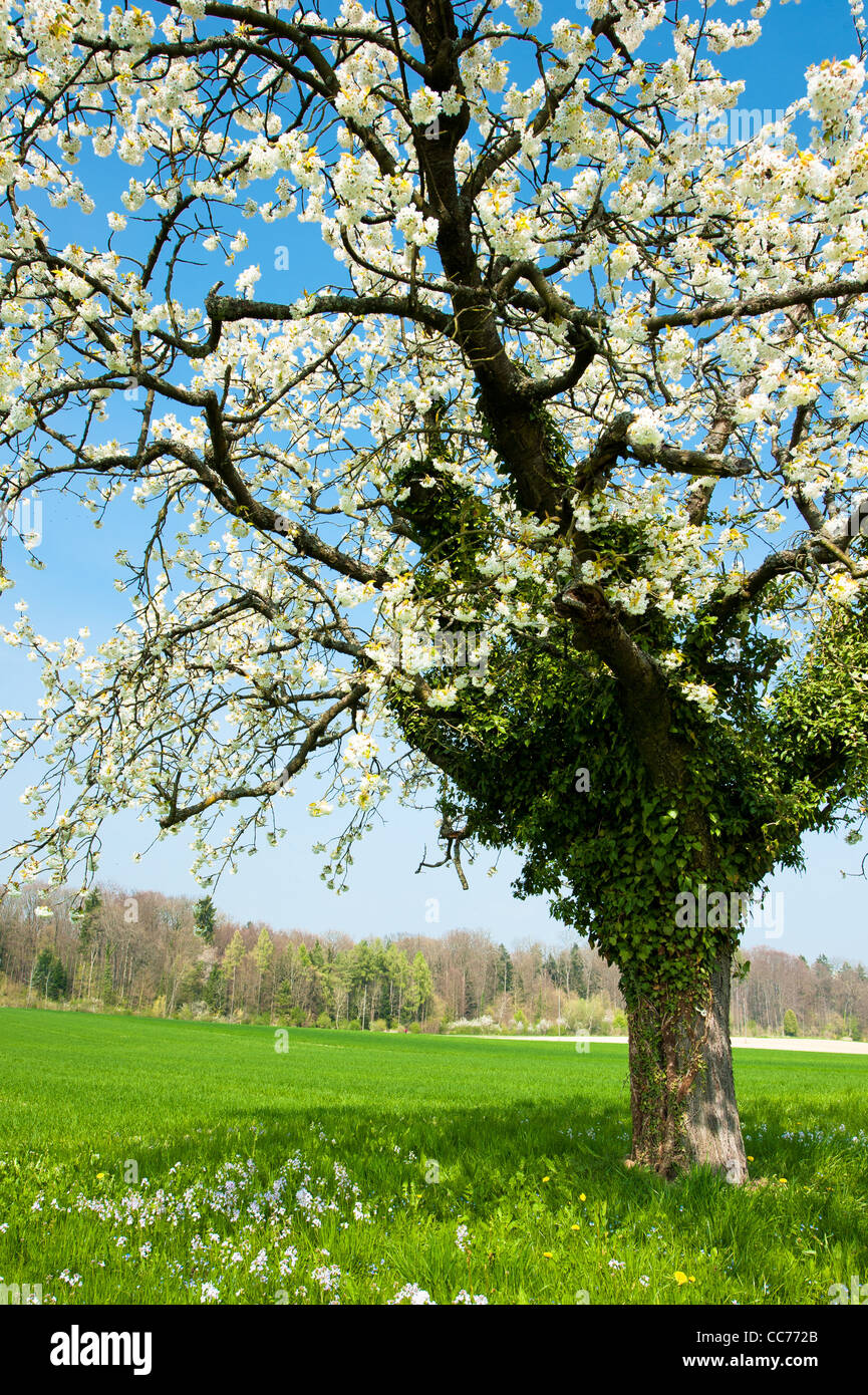 Struttura di fioritura in primavera su prato rurale Foto Stock
