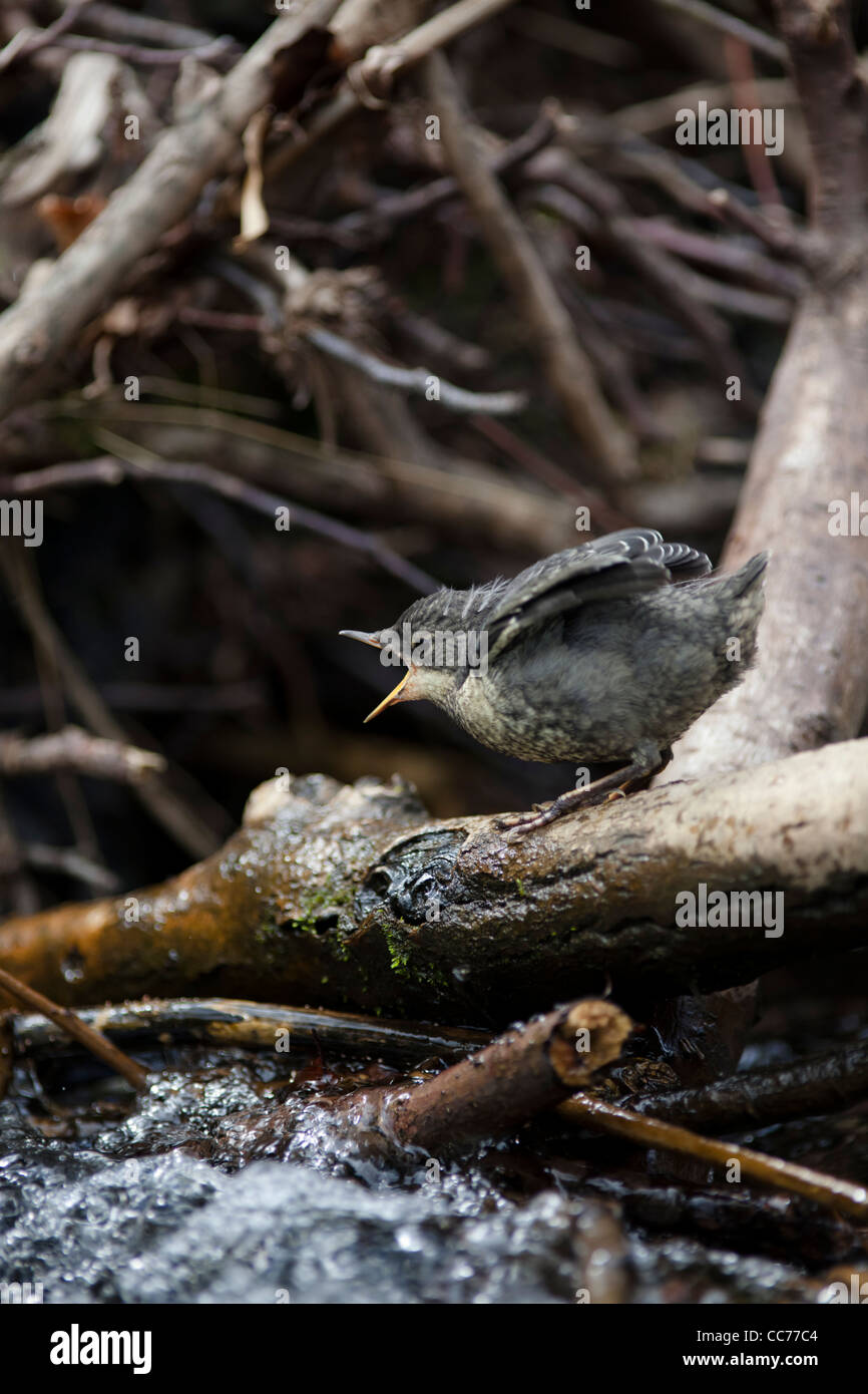 Bianco-throated bilanciere (Cinclus cinclus) o europea bilanciere chick Elemosinare il cibo Foto Stock