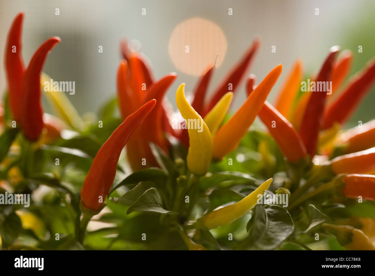 Il peperoncino che cresce su pianta con sfondo illuminate dal sole Foto Stock