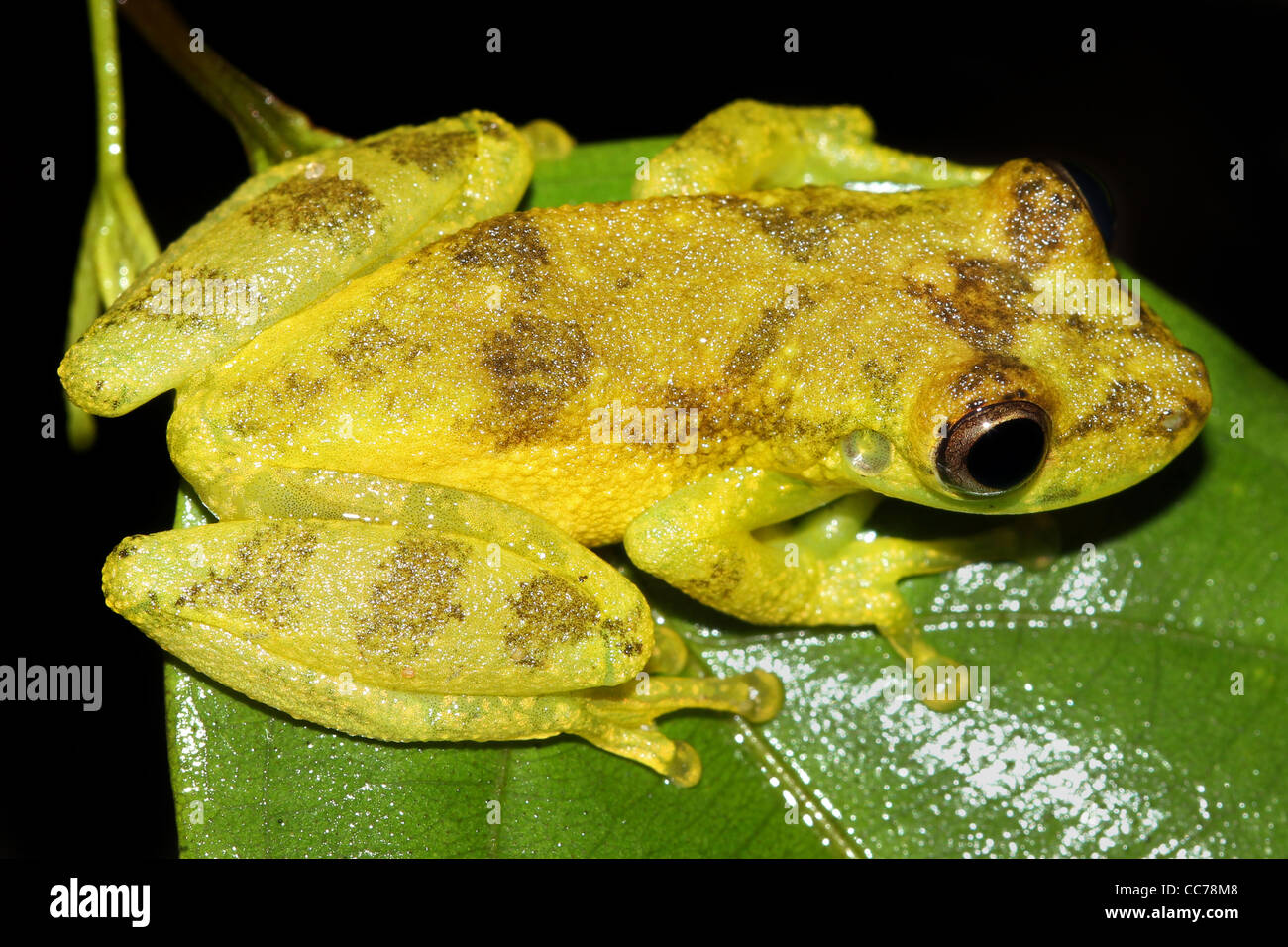 Un simpatico Amazon Snouted Frog (Scinax ictericus) nell'Amazzonia peruviana un sacco di spazio per il testo Foto Stock