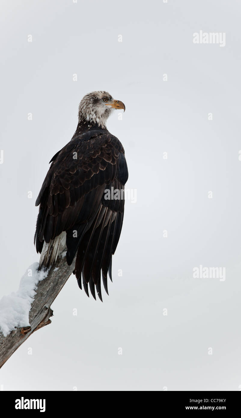 Giovane aquila calva arroccato su albero morto Foto Stock