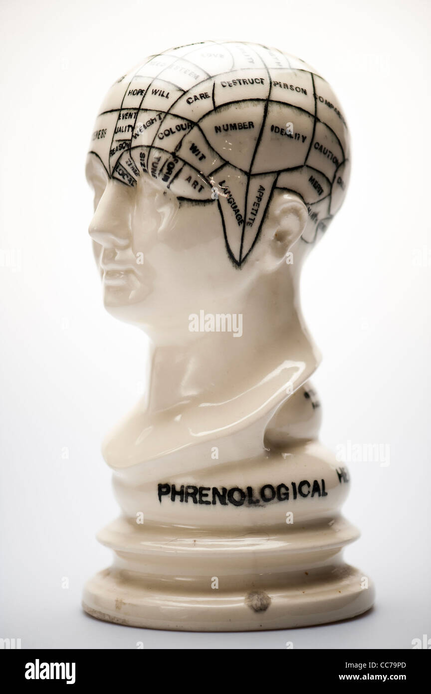 Una testa di phrenology Foto Stock