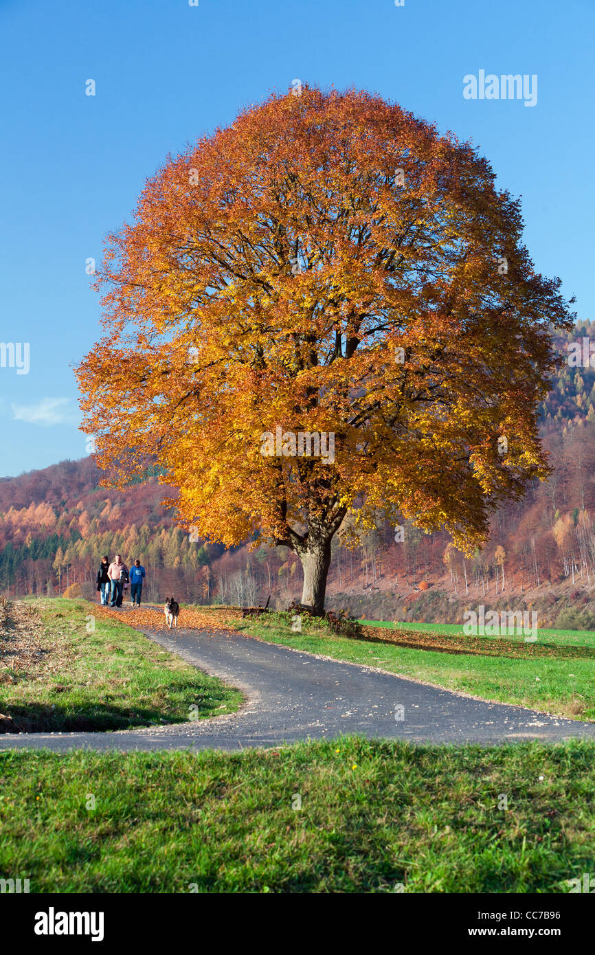 Comune di Tiglio (Tilia europaea), in Colore di autunno, tre persone con il cane a camminare passato, Hessen, Germania Foto Stock