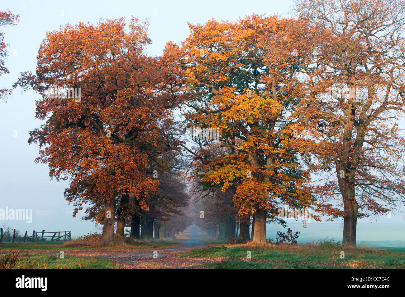 Quercia comune Allee (Quercus robur), in Colore di autunno, Beberbeck e Assia settentrionale, Germania Foto Stock