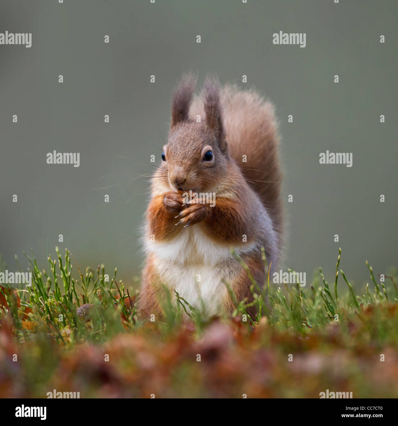 Red scoiattolo (Sciurus vulgaris) - REGNO UNITO Foto Stock