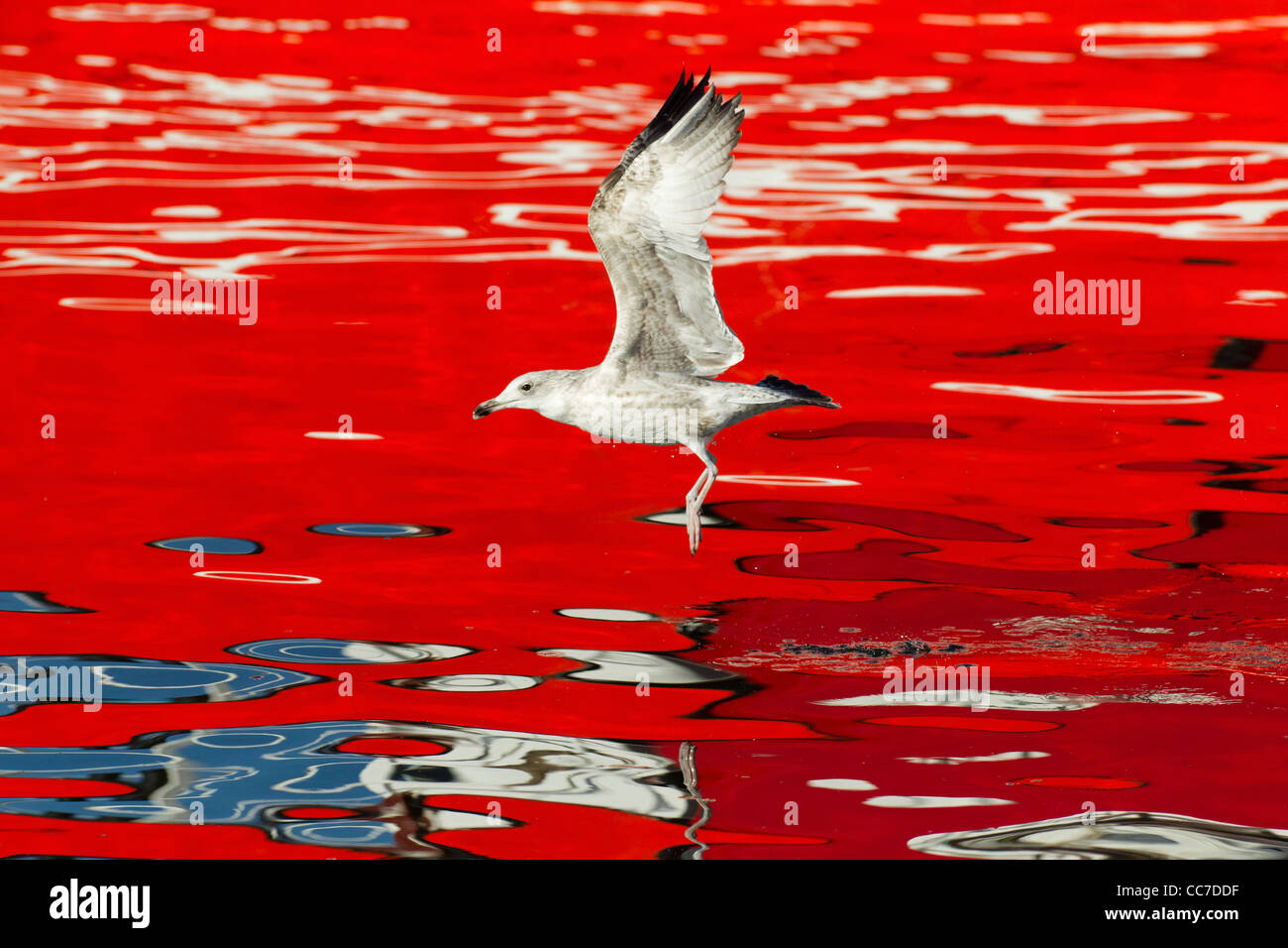Aringa Gabbiano (Larus argentatus), sorvolando le acque del porto tra barche da pesca riflessioni, Gillelije, Sjaelland, Danimarca Foto Stock
