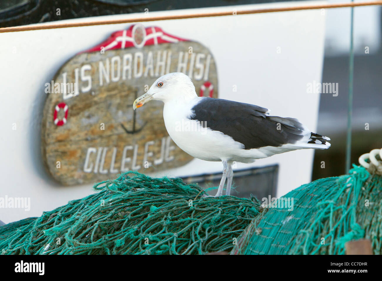 A testa nera (gabbiano Larus ridibundus), cibo che assorbe dalla barca da pesca reti, Gillelije, Sjaelland, Danimarca Foto Stock